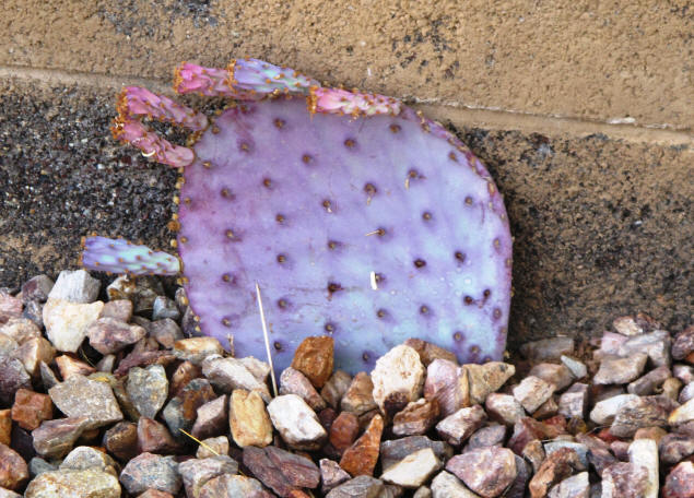 My new purple cactus. Hands off!