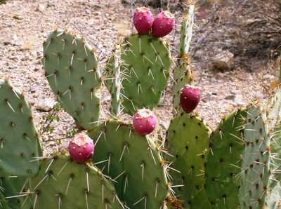 Prickly Pear cactus with fruit.