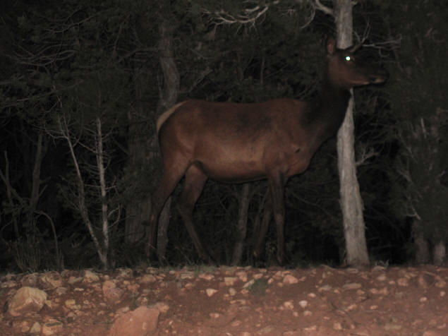 An elk just outside Grand Canyon National Park.