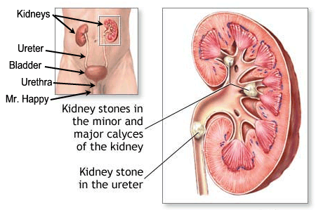 Diagram of kidneys in relation to ureters, bladder, and urethra.