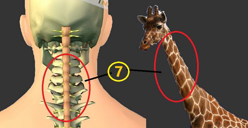 Giraffs and humans have the same number of neck bones.