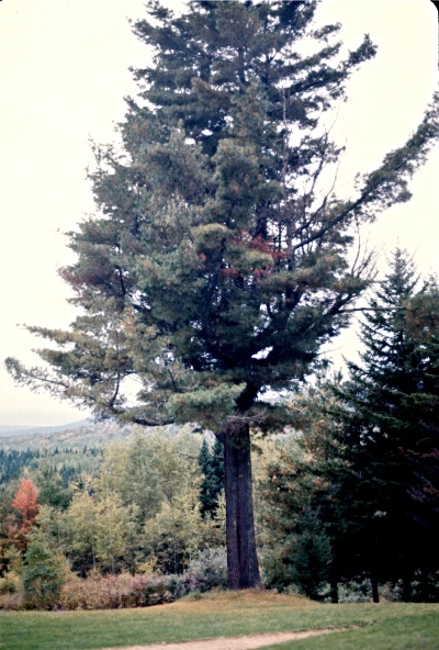 The aging Mother Pine.