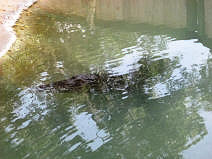 An alligator in water.