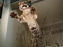 A leaping tiger!