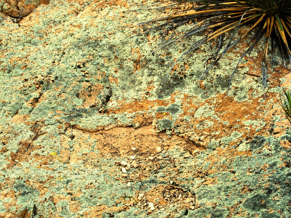 Lichen-covered rock.