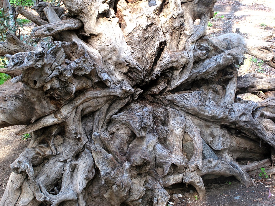 Tree roots.