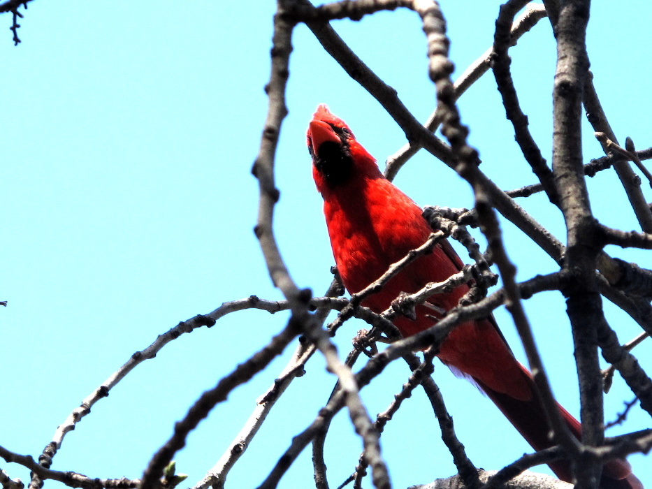 Cardinal at the Arboretum.
