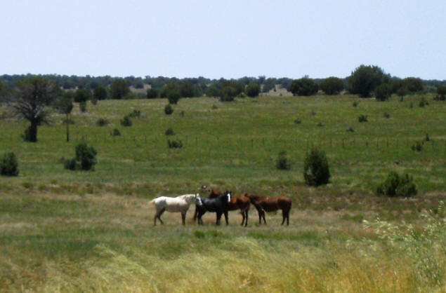 Happy horses in their meadow.