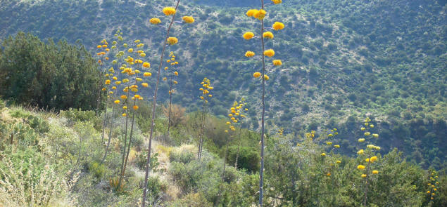 Pollen from blooming century plants brings a morning haze to the canyon.