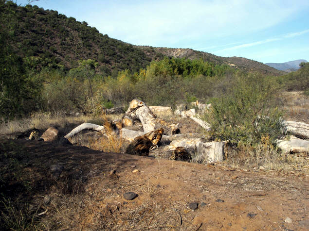 Site of a former cottonwood grove.