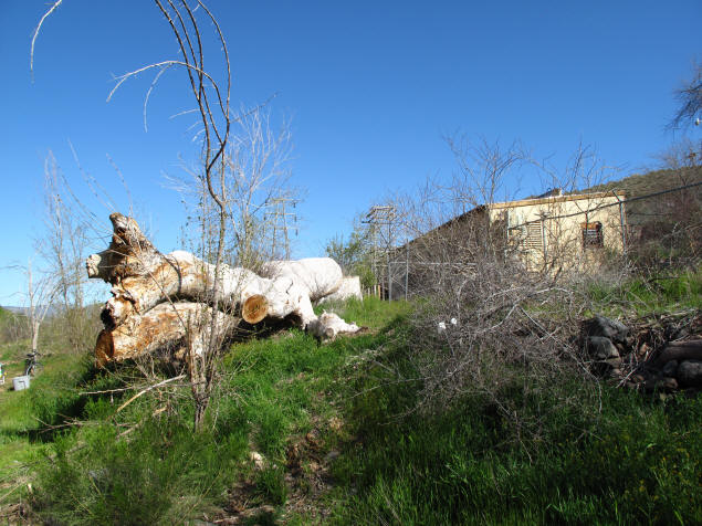 Cottonwood stumps near the abandoned power plant.