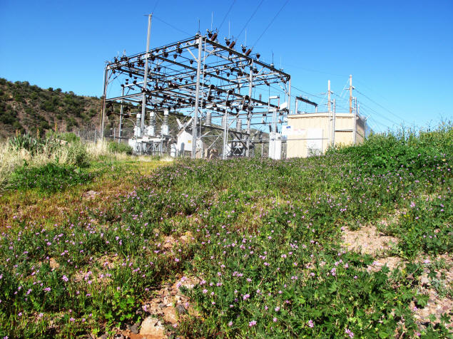 Wildflowers decorate the power plant's remains.