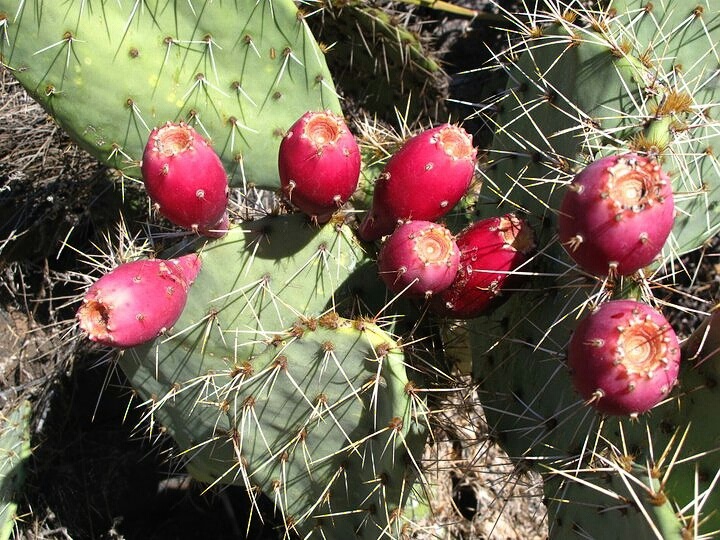Prickly pears, late summer.
