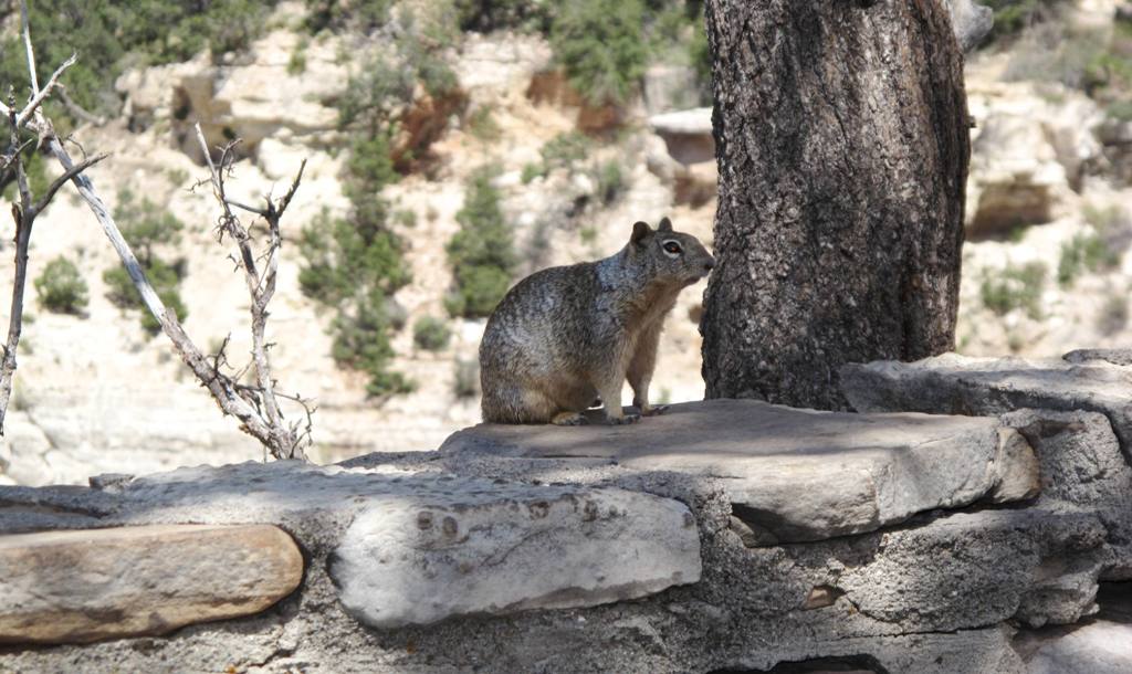 Grand Canyon ground squirrel.