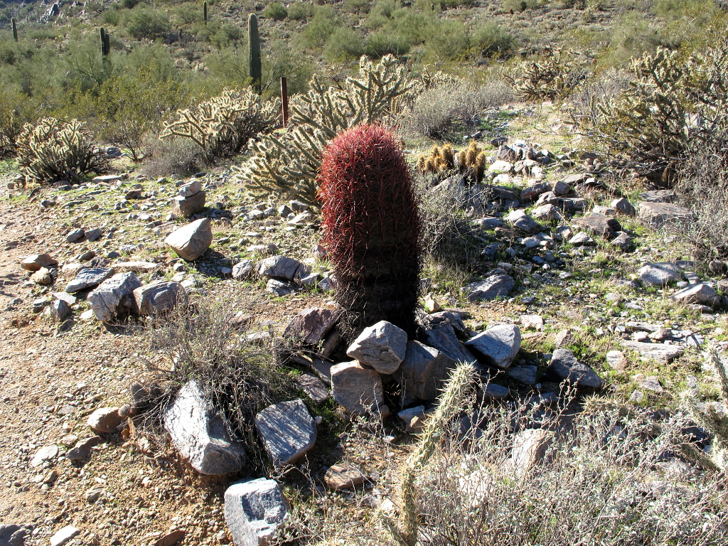 Red barrel cactus at Piestewa Peak park