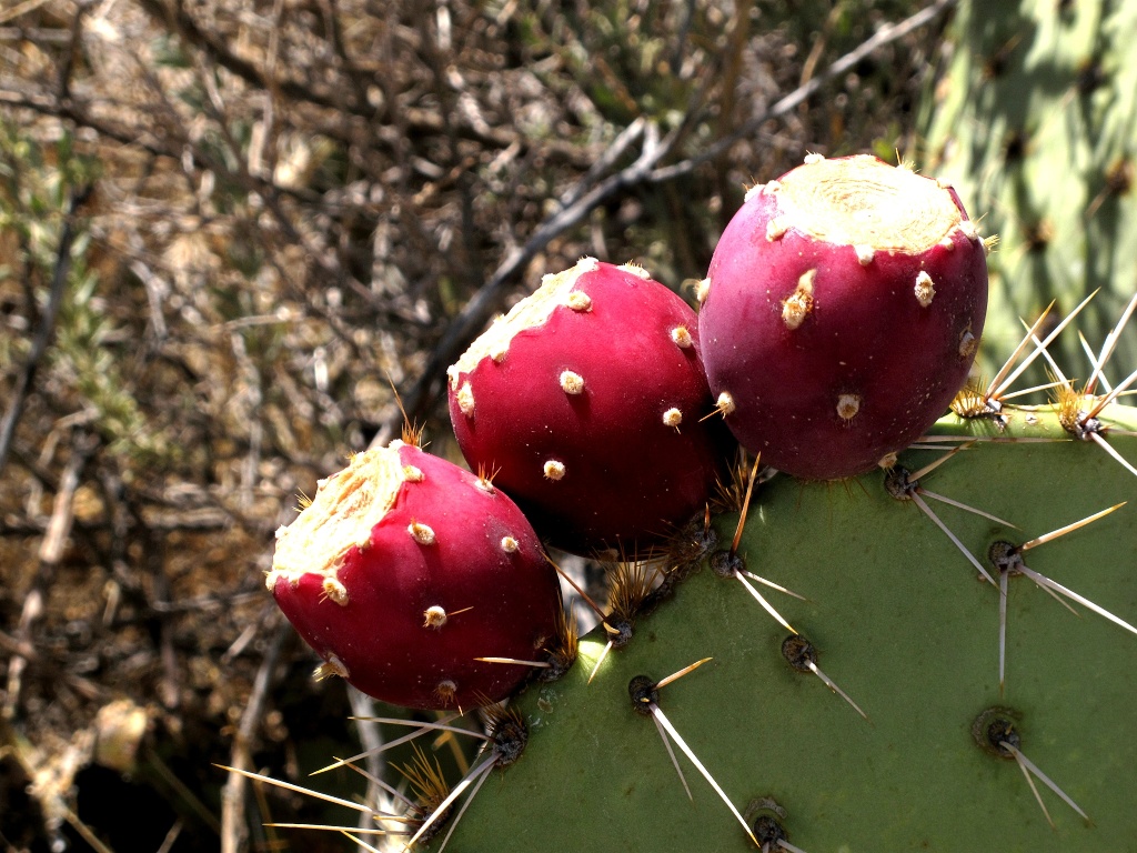 Ripe prickly pears.