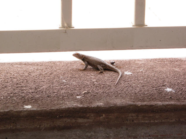 A lizard checks out the archaeological site.