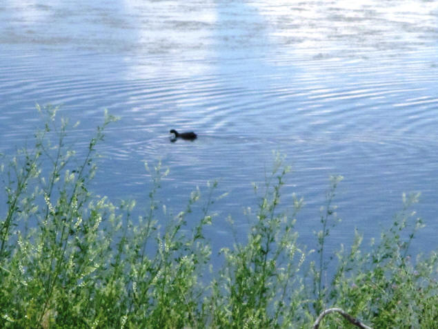 Waterfowl on Willow Lake