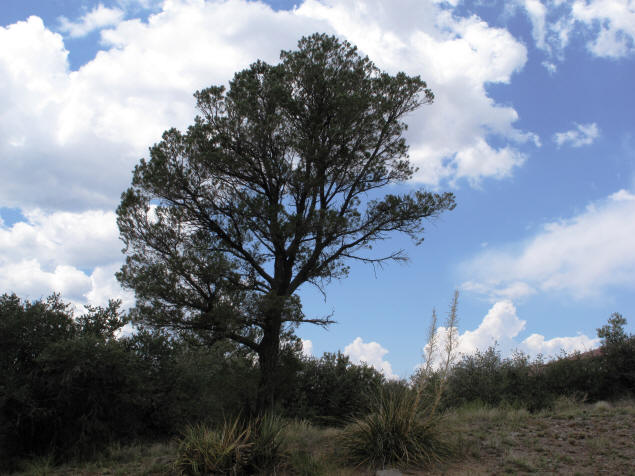 A tree at Willow Lake