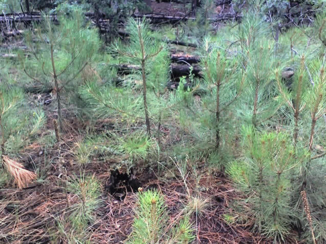 Baby pines sprout near their parent's bodies.