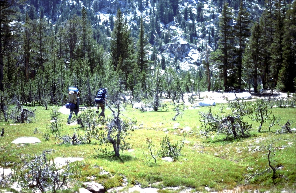 An alpine meadow at 10,000 feet in Yosemite high country.