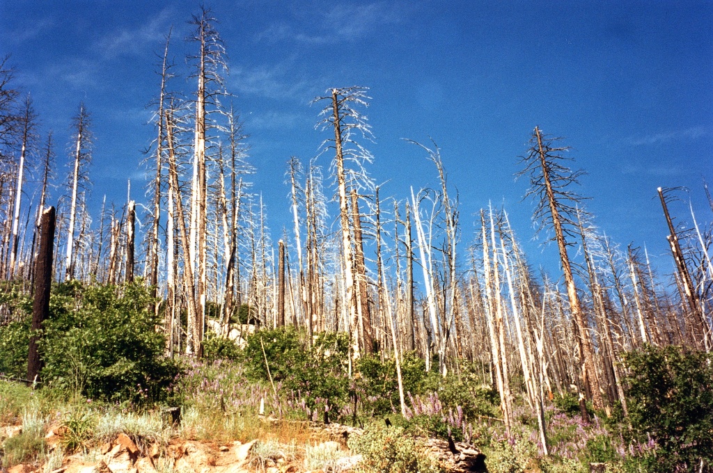 Recovering section of previously-burned forest.
