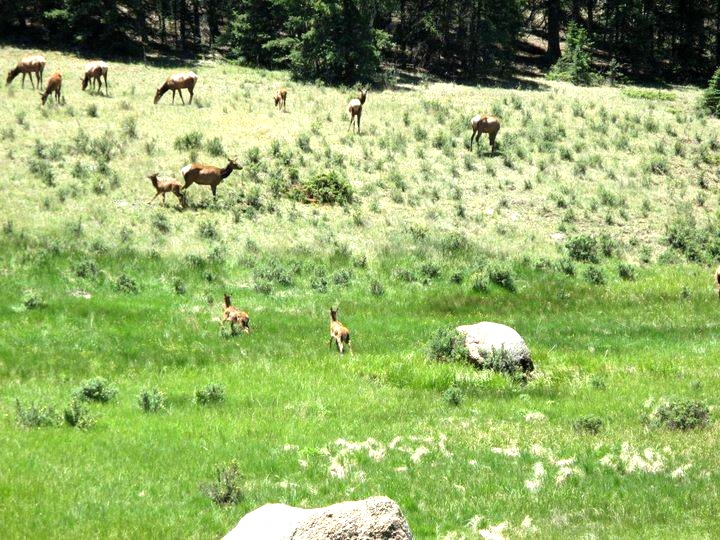 Deer grazing in the Rocky Mountains.