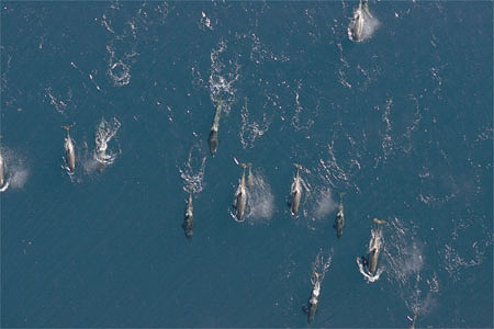 Pod of migrating whales from above.