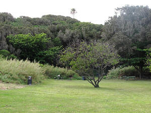 A section of Kipahulu campground.