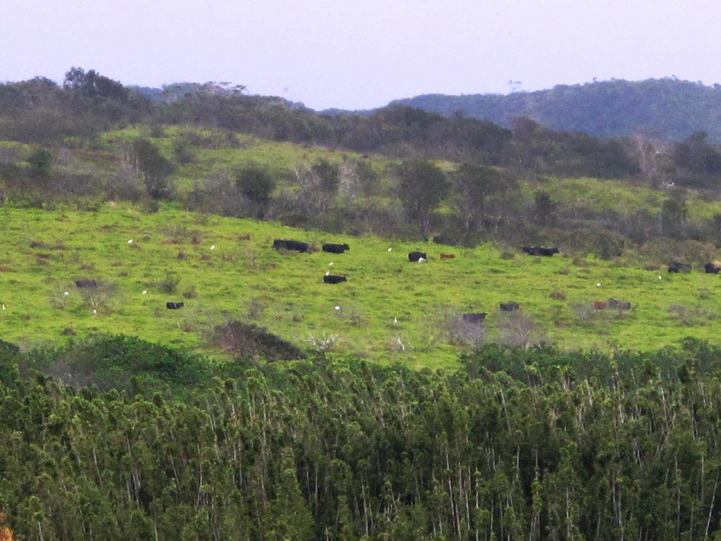 Cattle grazing on Haleakala.