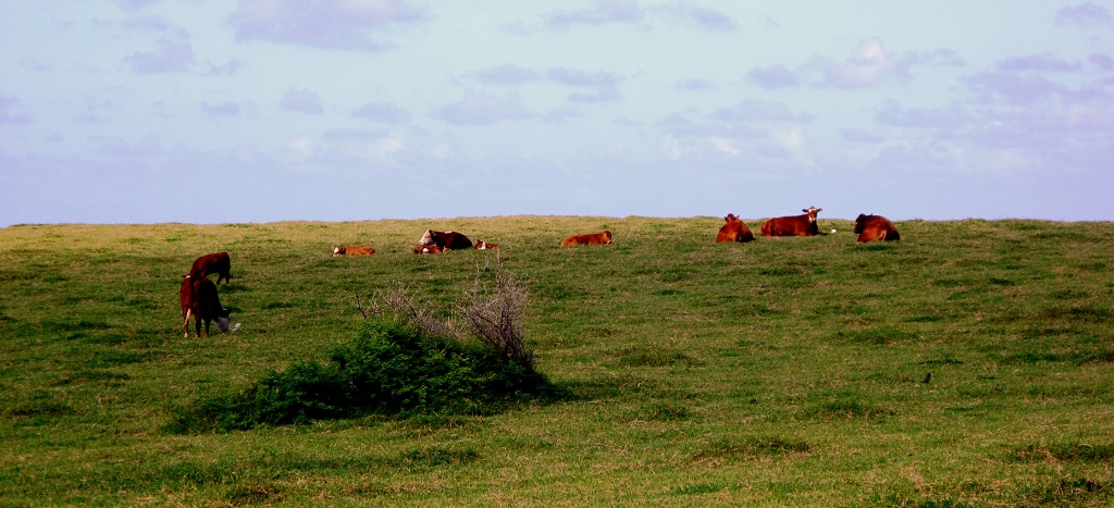 Cattle enjoy the green pastures of Maui.