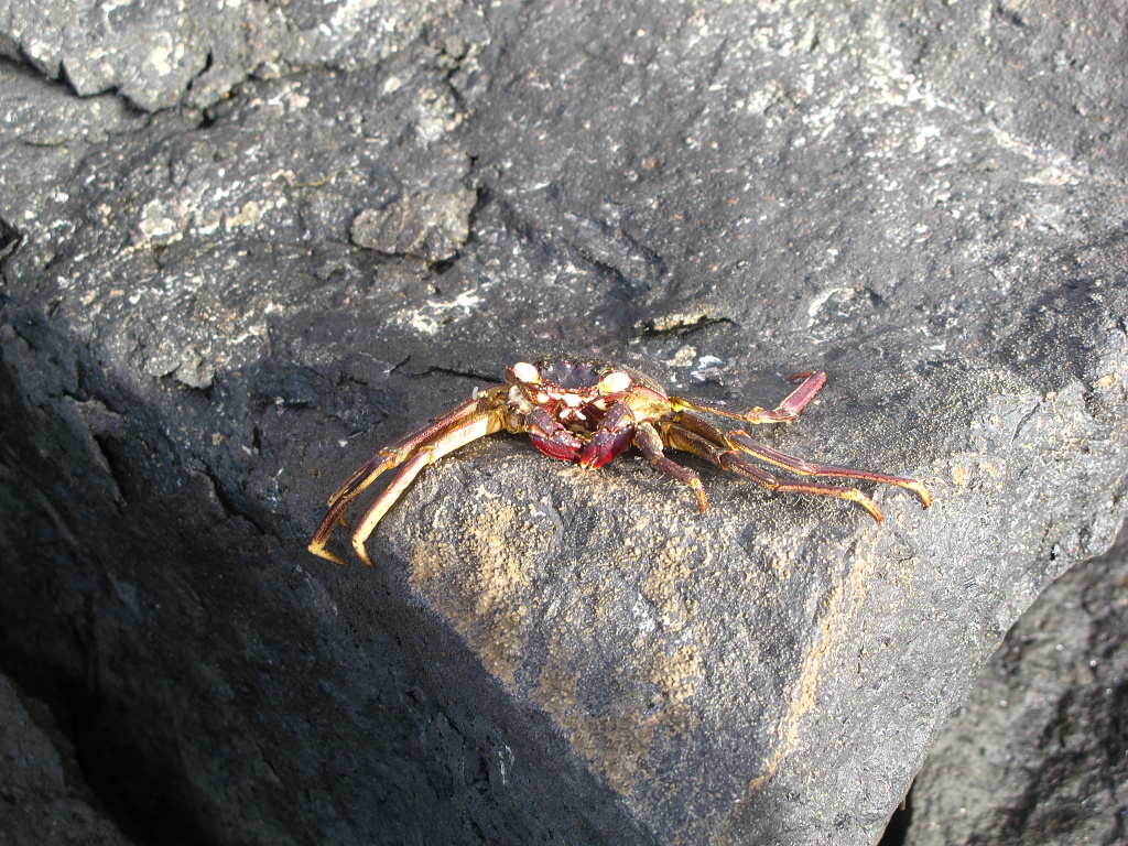 Jumping crab at Kipahulu.