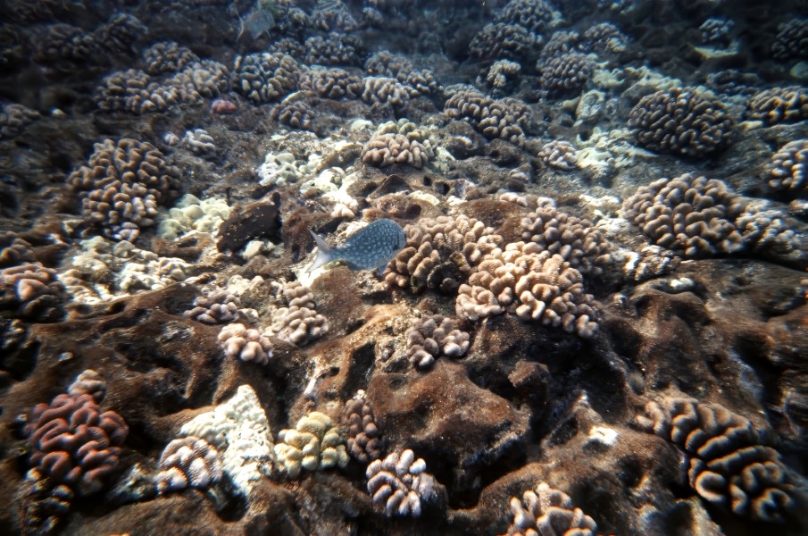 The Molokini reef.