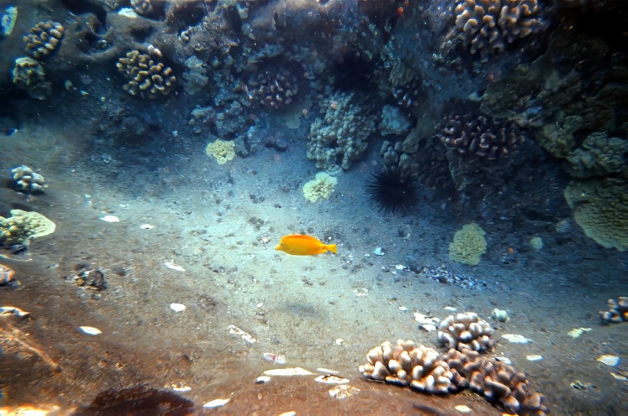 A yellow fish off Molokini.