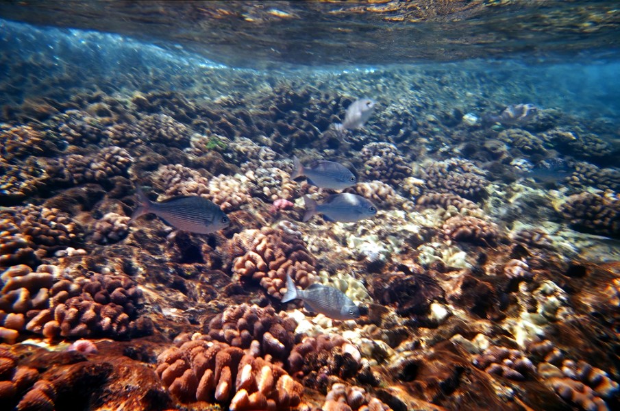 The shallow reef, reflected against the bottom of the surface.