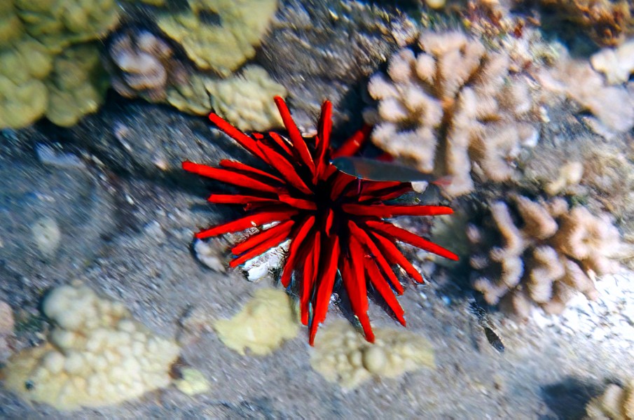 A bright red sea urchin adds to the color of the reef.
