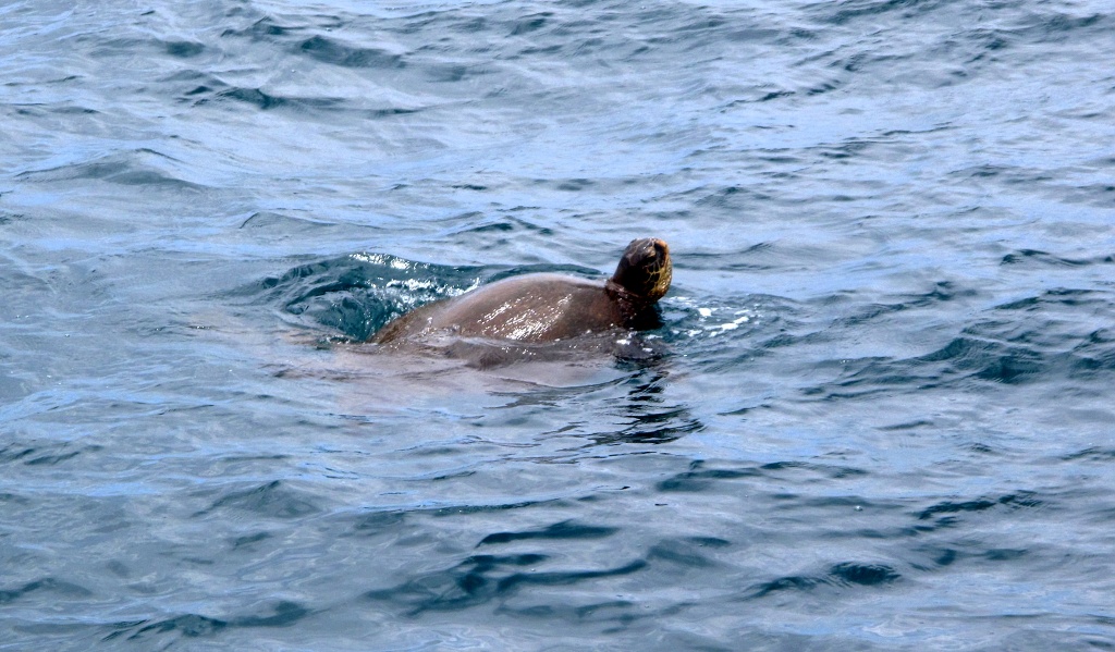 A sea turtle between Molokini and Maui.