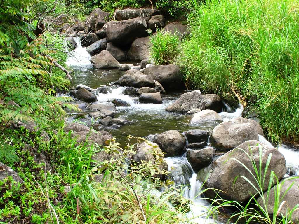 A stream in the Iao Valley floor.