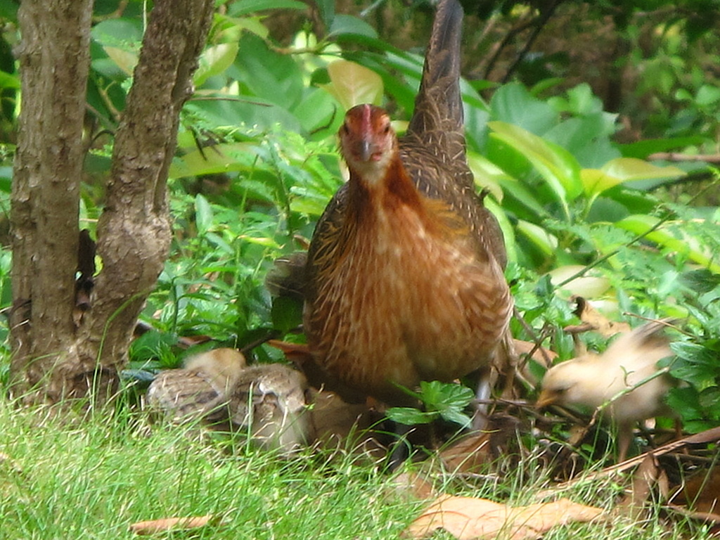 Wild hen and her children at Iao Valley.