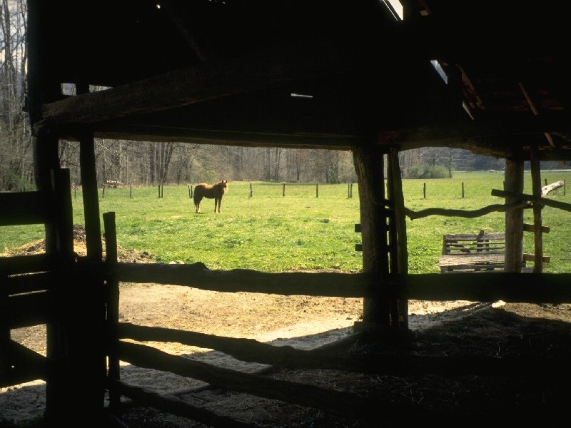 Model 1800's Farm Horse