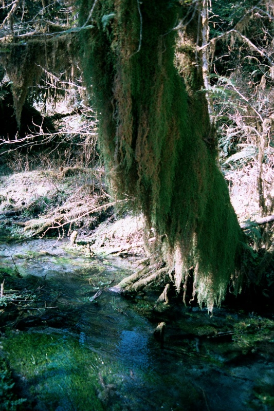 Moss-covered tree reflected in brook