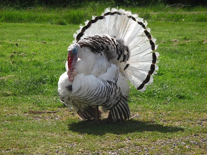 Funland turkey