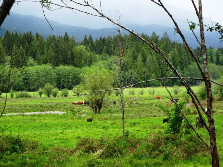 Contented cows graze in the Cascades.