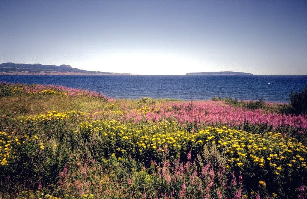 Gaspé Wildflowers.