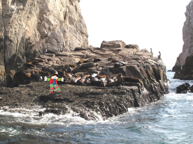 Flat Stanley at the sea lion colony at Cabo San Lucas.