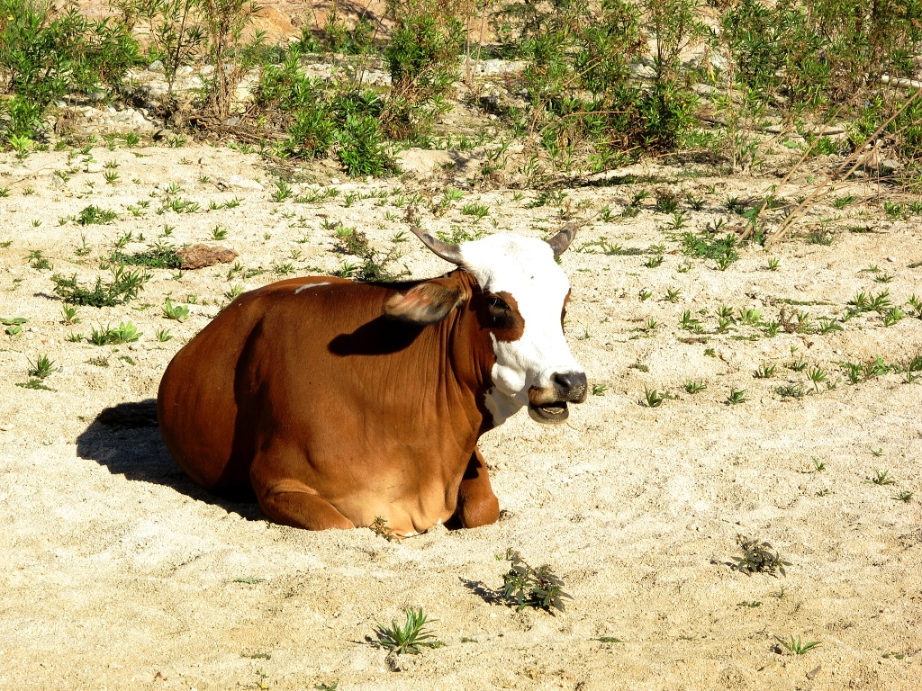 A cabo cow on the trail.