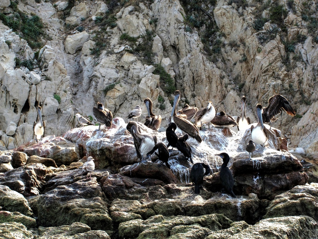 Pelicans roost at Land's End.
