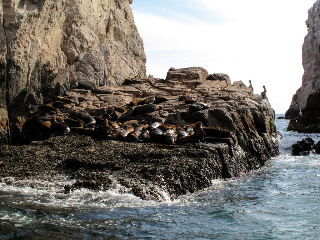 Sea lion colony.
