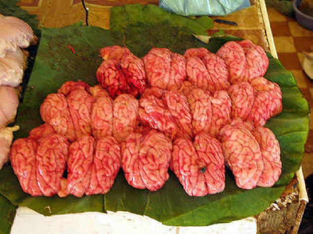 Donated brains being readied for shipment.
