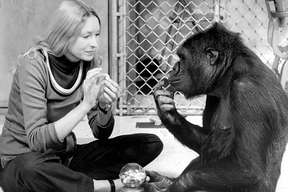 Koko, a signing gorilla…but not the only one.